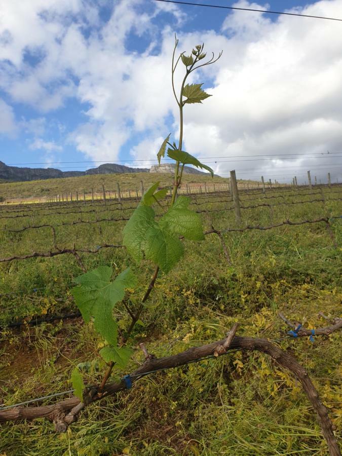 Sonklip Hotel Stellenbosch Luaran gambar